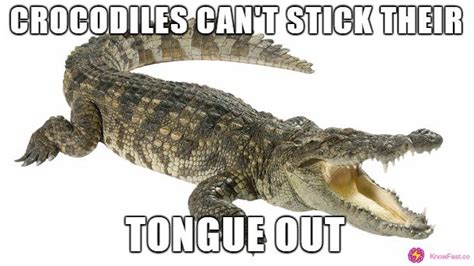 Crocodiles Cant Stick Their Tongue Out Crocodile Animal Saltwater