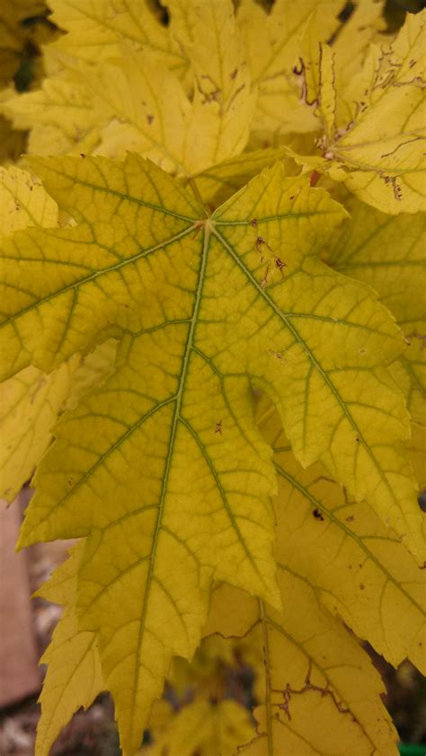 Yellow Leaves On Autumn Blaze Maple Trees 156917 Ask Extension
