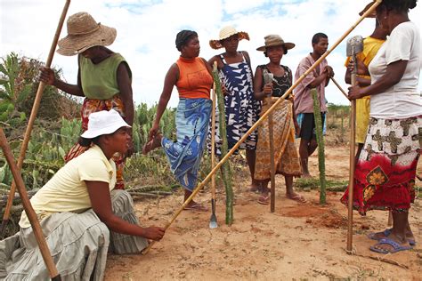 Learn about the animals and people of madagascar, as well as the threats it faces, what wwf is doing, and how you can madagascar. IRIN | Food-for-work scheme helps Malagasy forests and people