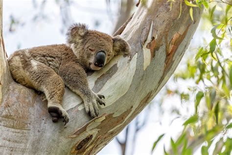 Koala Bear Guide Bbc Wildlife Discover Wildlife