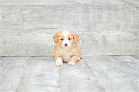 Lancaster puppies offers standard and large bernedoodle puppies for sale in pa, indiana and other states. Mini Bernedoodle puppies for sale |Designer Breed puppies ...