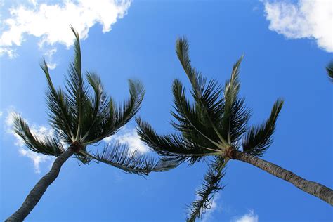 Free Stock Photo Of 2 Palm Trees Under Sky In The Wind