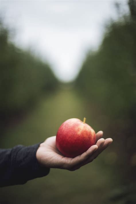 Apple Orchard Wallpapers Wallpaper Cave