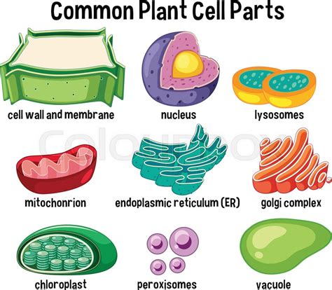 Organelles make up the subunits of a cell. Common plant cell parts illustration | Stock vector ...