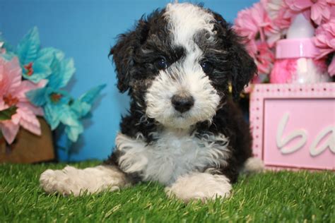 Mini Aussiedoodle Puppies For Sale Long Island Puppies