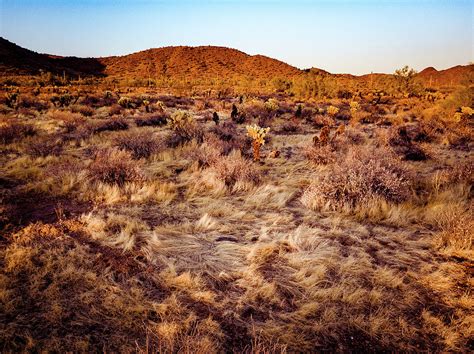 Desert Grasses Photograph By David Stevens Fine Art America