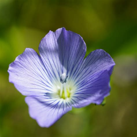 Native Utah Wildflowers That Are Drought Tolerant And Help Pollinators