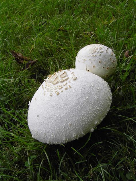 White Mushrooms Flickr Photo Sharing