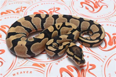 Desert Ghost Ball Python By Dream Weaver Reptiles Morphmarket