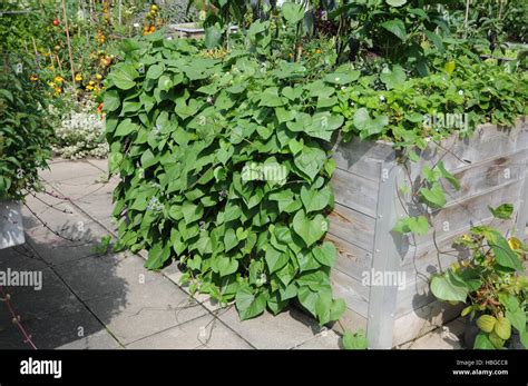 Ipomoea Batatas Sweet Potato Stock Photo Alamy