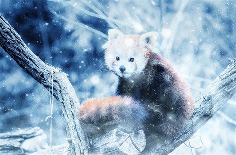 Animal Red Panda Snow Free Image On Pixabay