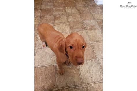 Help keep this page updated: Annie : Vizsla puppy for sale near Eugene, Oregon. | ad15d843-9151
