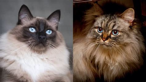 The Differences Between Ragdoll And Ragamuffin Cats Revealed Ragdoll