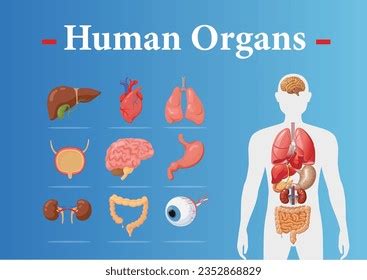 órganos Internos Del Cuerpo Humano Diagrama Afiche 53 OFF