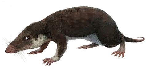 What Is The Earliest Known Mammal To Have Existed In The Fossil Record