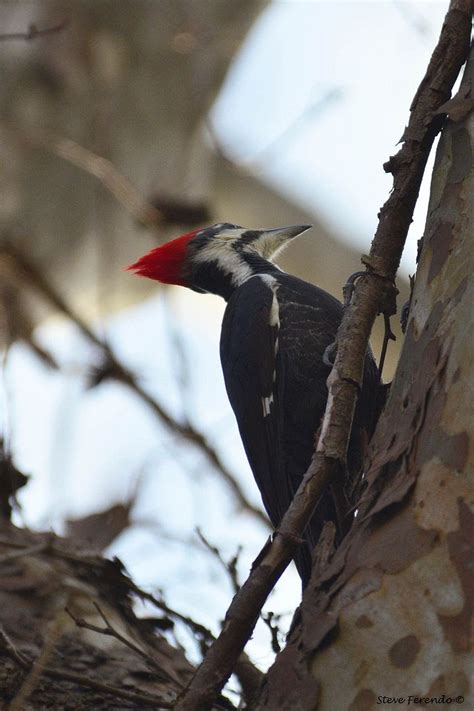 Natural World Through My Camera A Pair Of Pileated Woodpeckers