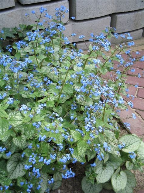 Brunnera Macrophylla Jack Frost Kaukasisch Vergeet Mij Nietje