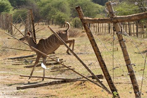 Makgadikgadi Fences And Wildlife Africa Geographic