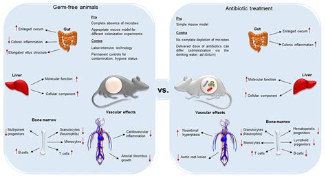 Frontiers Antibiotic Treatment Protocols And Germ Free Mouse Models