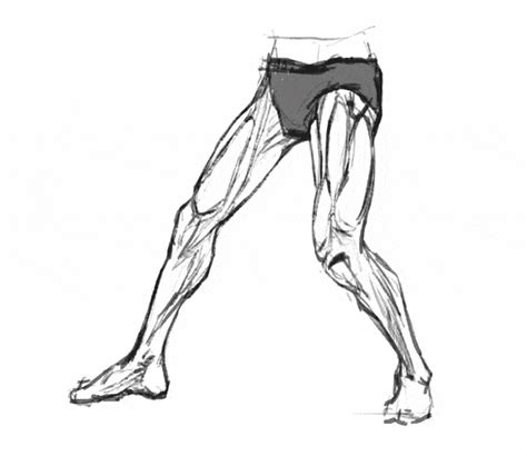 Simple Leg Muscle Drawing Doutrinaepoesias
