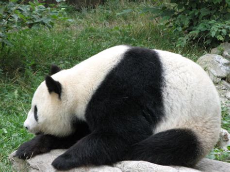 Panda Bears In Vienna Zoo