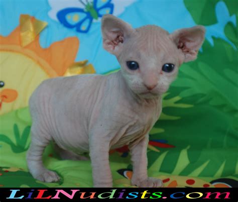 Bambino And Sphynx Hairless And Dwarf Cats And Kittens Hairless Cat