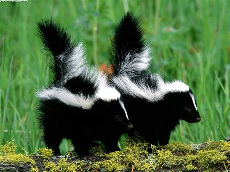 Skunks Cute Animal-Wildlife | The Wildlife