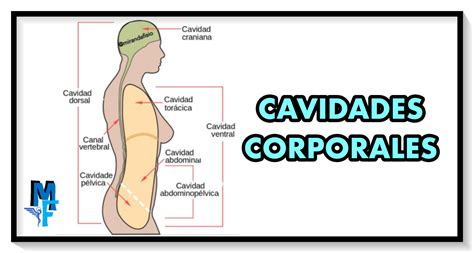 Cavidades Corporales Anatomía Humana General Images And Photos Finder
