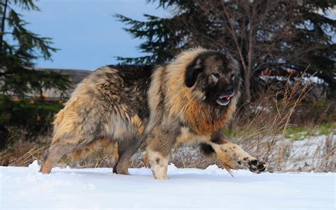7 Things About Caucasian Mountain Shepherd Future Owner Should Know