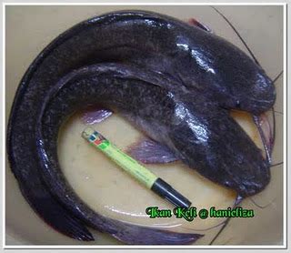 Download lagu ikan sembilang 6.58mb dan streaming kumpulan lagu ikan sembilang 6.58mb mp3 terbaru di metrolagu dan nikmati, video klip ikan sembilang mp4, lirik lagu ikan sembilang full album. CikKiahnet: IKAN SEMBILANG