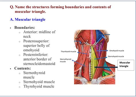Anterior Triangle Of Neck Anatomy Qa