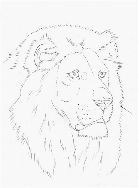 Lionlinedrawing 1600×2173 Pixels Realistic Sketch Animal