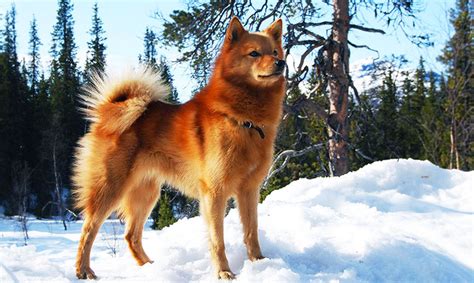 Finnish Spitz Dog Info Characteristics About Breed