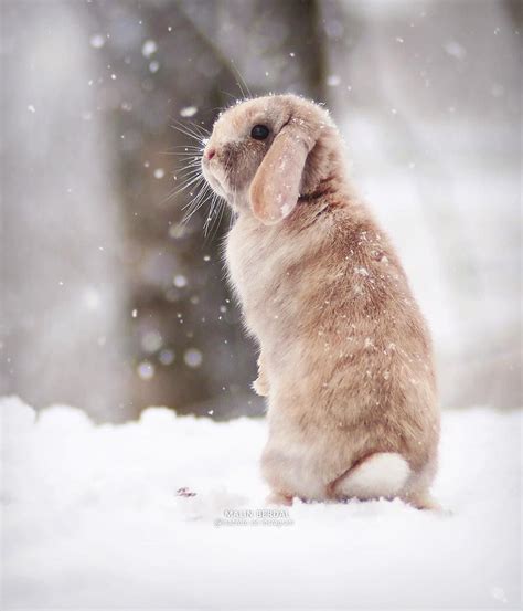 Winterwillneverend Cute Animals Cute Baby Animals