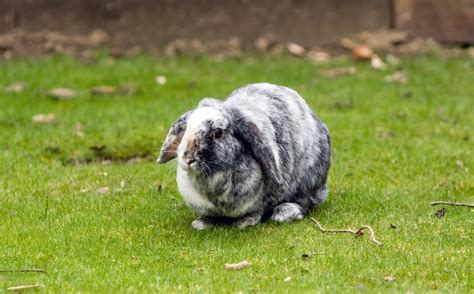 Cute Bunny Rabbit Free Stock Photo Public Domain Pictures