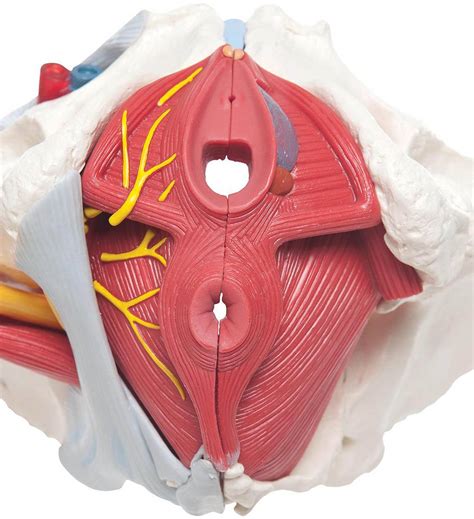 3b Scientific H20 4 Female Pelvis Model 6 Part