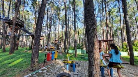 Kunjungi Hutan Pinus Samparona Di Kota Baubau Lokasi Piknik Keluarga