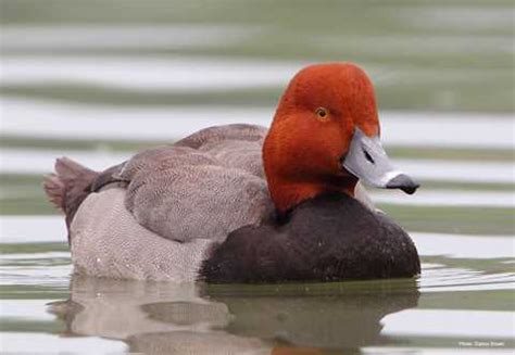 Redhead Types Of Ducks Geese