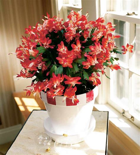 How To Grow And Care For Christmas Cactus