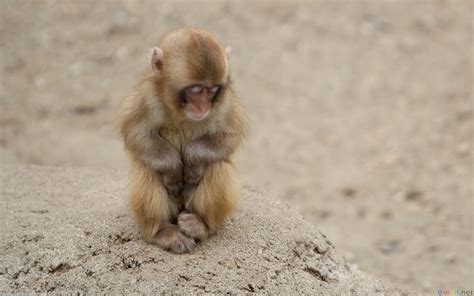 Collections Cute Monkeys Pics Images And Wallpapers