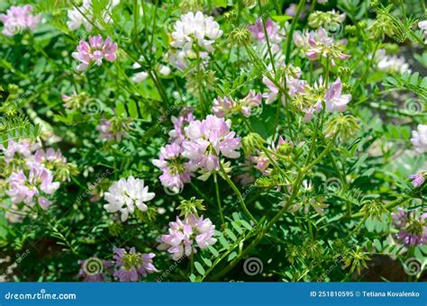 Securigera Varia Or Coronilla Varia Commonly Known As Crownvetch Or
