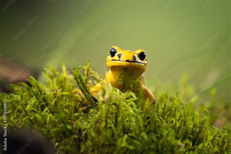 Fire Salamander Salamandra Salamandra Is The Best Known Salamander