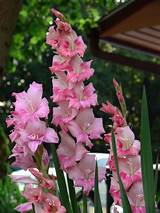 Pictures Of Gladiolus Flowers