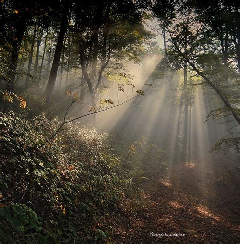 Crepuscular Rays Forest Beautiful Nature Nature
