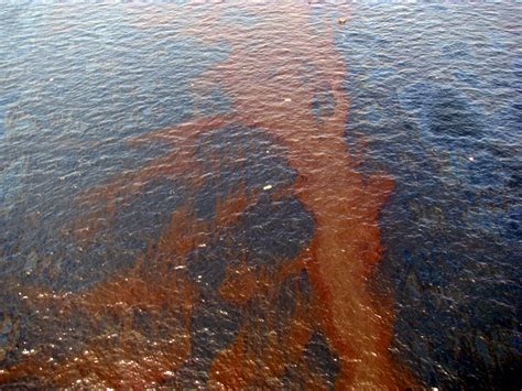 Oil Spill In Gulf Could Wash Ashore By Friday Officials Circle Of Blue