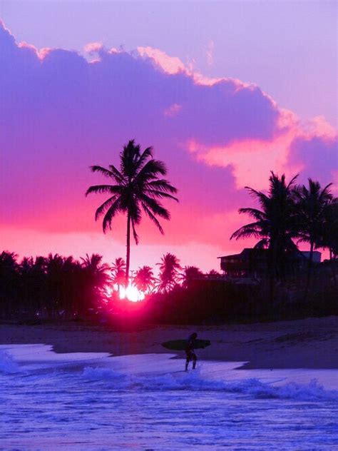Palm Tree Purple Sun Sunset Image 2751766 By Mariad On