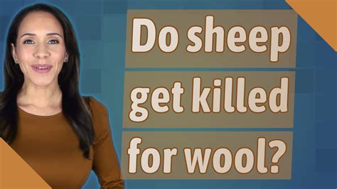 Do Sheep Get Killed For Wool Youtube