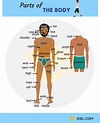 Human Body Parts Names in English with Pictures • 7ESL