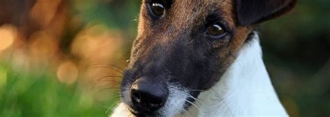 fox terrier lhicnl honden hondenrassen