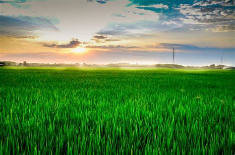 Field Rice Fields Free Image Download